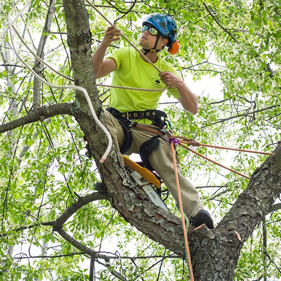 All You Need to Know about Aerial Lift for tree trimming | Torcan Lift